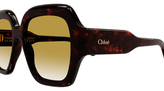 Chloé CH0154S women Havana Butterfly Sunglasses