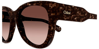 Chloé CH0192S women Brown Cat Eye Sunglasses