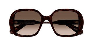 Chloé CH0222S women Havana Oversize Sunglasses