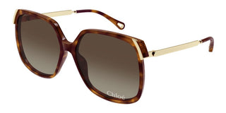 Chloé Ch0286s Women Havana Squared Sunglasses